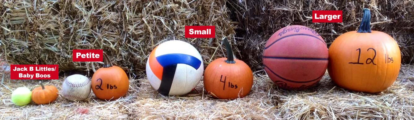 Bulk-Pumpkin-Sizing
