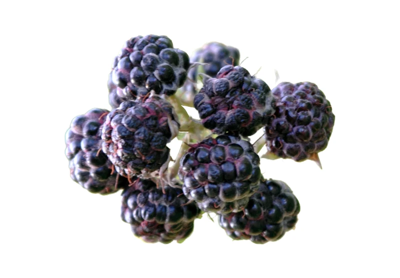 Black Raspberries